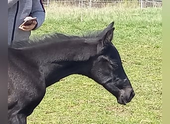 Trakehner, Stallion, Foal (04/2023), 16.2 hh, Can be white