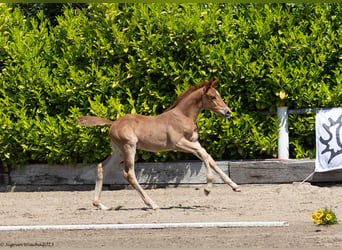 Trakehner, Stallion, Foal (04/2023), 16.2 hh, Chestnut-Red