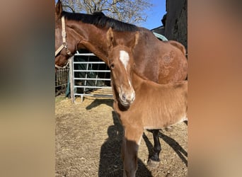 Trakehner, Stallion, , 16,2 hh, Chestnut-Red