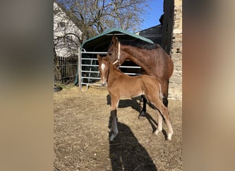 Trakehner, Stallion, , 16,2 hh, Chestnut-Red