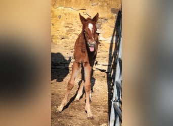 Trakehner, Stallion, , 16,2 hh, Chestnut-Red