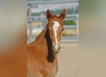 Trakehner, Stallion, Foal (01/2024), 16.2 hh, Chestnut-Red