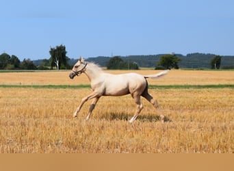 Trakehner, Hengst, Fohlen (05/2024), 16,2 hh, Palomino