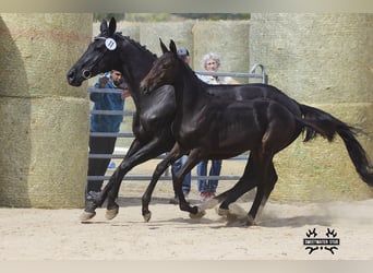 Trakehner, Stallion, Foal (03/2025), 16.2 hh
