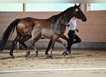 Trakehner, Stallion, Foal (05/2024), 16.2 hh, Smoky-Black