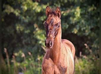 Trakehner, Stallion, Foal (05/2023), 16.2 hh, Smoky-Black