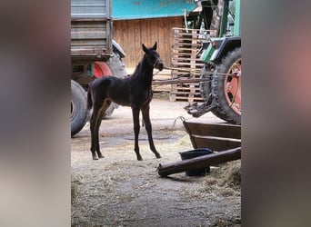 Trakehner, Stallion, Foal (04/2024), 16.2 hh, Smoky-Black