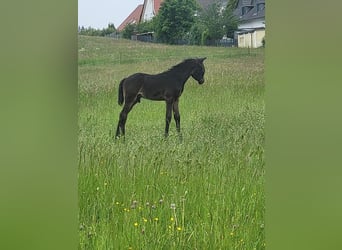 Trakehner, Stallion, Foal (04/2024), 16.2 hh, Smoky-Black