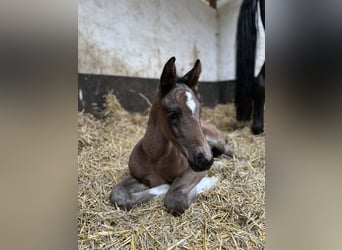 Trakehner, Stallion, Foal (05/2026), 16.3 hh, Bay-Dark
