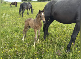 Trakehner, Stallion, Foal (05/2026), 16.3 hh, Bay-Dark