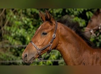 Trakehner, Stallion, Foal (04/2023), 16 hh, Brown