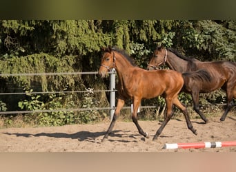 Trakehner, Stallion, Foal (04/2023), 16 hh, Brown