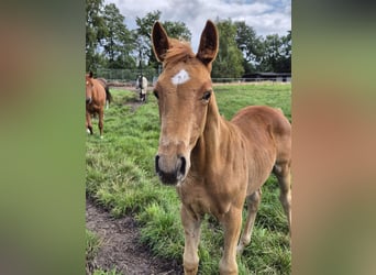 Trakehner, Stallion, Foal (05/2025), 16 hh, Chestnut-Red