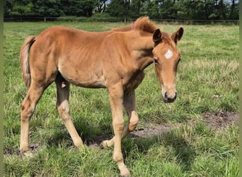 Trakehner, Stallion, Foal (05/2025), 16 hh, Chestnut-Red