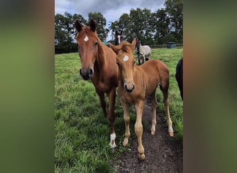 Trakehner, Stallion, Foal (05/2025), 16 hh, Chestnut-Red
