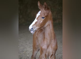 Trakehner, Stallion, Foal (05/2024), 16 hh, Chestnut-Red