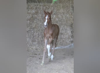 Trakehner, Stallion, Foal (05/2024), 16 hh, Chestnut-Red