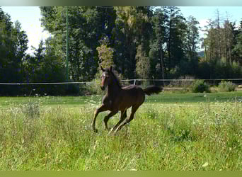 Trakehner, Stallion, Foal (01/2025), 16,1 hh, Bay-Dark