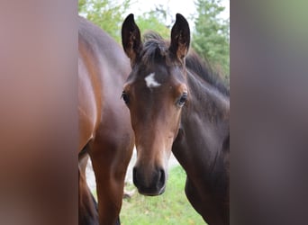 Trakehner, Stallion, Foal (01/2025), 16,1 hh, Bay-Dark
