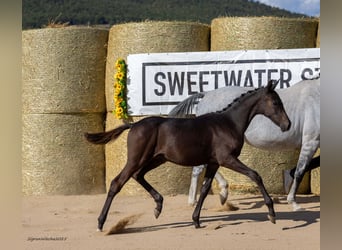 Trakehner, Stallion, Foal (04/2025), 16,1 hh, Bay-Dark