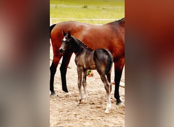 Trakehner, Stallion, , 16,1 hh, Black