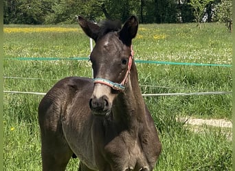 Trakehner, Stallion, , 16,1 hh, Black