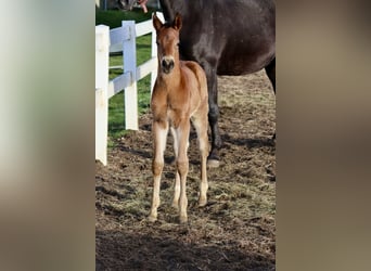 Trakehner, Stallion, Foal (04/2026), 16,1 hh, Can be white