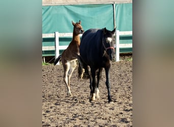 Trakehner, Stallion, Foal (04/2026), 16,1 hh, Can be white