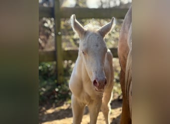 Trakehner, Stallion, Foal (01/2026), 16,1 hh, Cremello