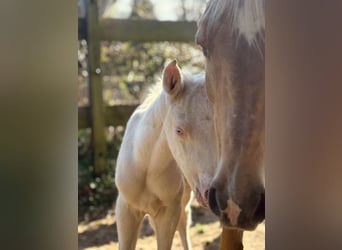 Trakehner, Stallion, Foal (01/2026), 16,1 hh, Cremello