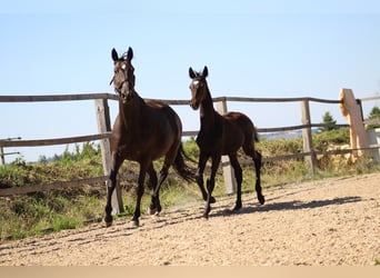 Trakehner, Stallion, Foal (04/2025), 16,1 hh, Smoky-Black