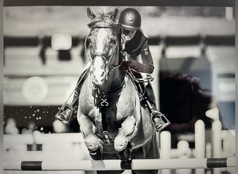 Trakehner, Stallion, Foal (03/2025), 16,2 hh