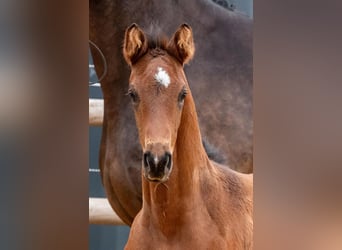 Trakehner, Stallion, , 16,2 hh, Bay-Dark