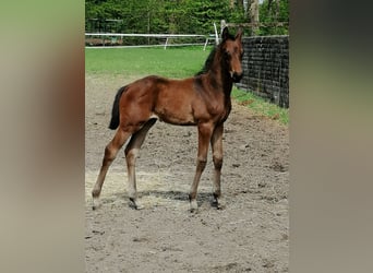 Trakehner, Stallion, , 16,2 hh, Bay-Dark