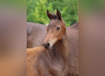 Trakehner, Stallion, , 16,2 hh, Bay-Dark