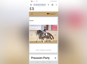 Trakehner, Stallion, , 16,2 hh, Bay-Dark