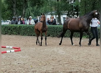 Trakehner, Stallion, Foal (03/2025), 16,2 hh, Bay-Dark