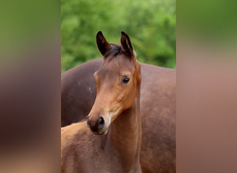 Trakehner, Stallion, , 16,2 hh, Bay-Dark