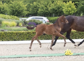 Trakehner, Stallion, , 16,2 hh, Bay-Dark