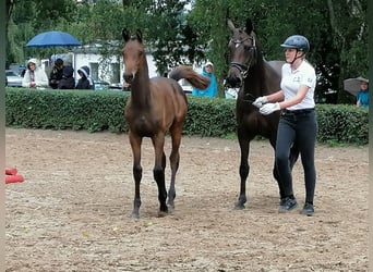 Trakehner, Stallion, Foal (03/2025), 16,2 hh, Bay-Dark