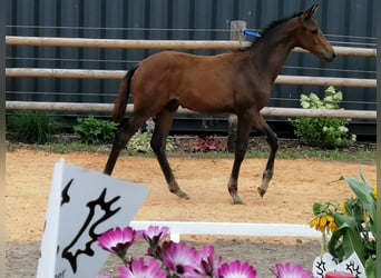Trakehner, Stallion, , 16,2 hh, Bay-Dark