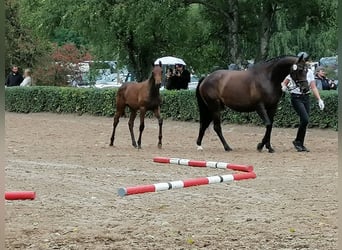 Trakehner, Stallion, Foal (03/2025), 16,2 hh, Bay-Dark