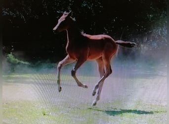 Trakehner, Stallion, , 16,2 hh, Bay-Dark