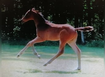 Trakehner, Stallion, , 16,2 hh, Bay-Dark