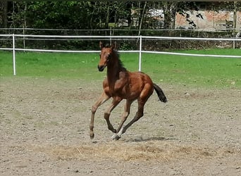 Trakehner, Stallion, , 16,2 hh, Bay-Dark