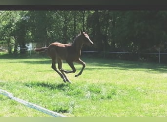 Trakehner, Stallion, , 16,2 hh, Bay-Dark