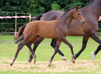 Trakehner, Stallion, , 16,2 hh, Bay-Dark