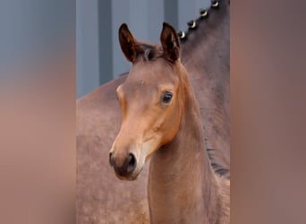 Trakehner, Stallion, , 16,2 hh, Bay-Dark