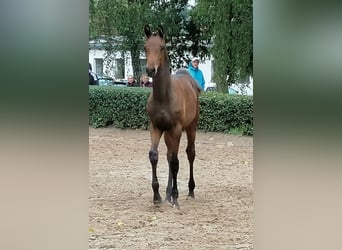 Trakehner, Stallion, Foal (03/2025), 16,2 hh, Bay-Dark