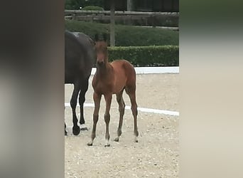 Trakehner, Stallion, , 16,2 hh, Bay-Dark